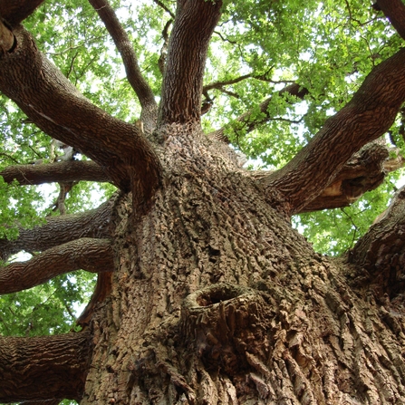 Great oak tree shot from below with branches stretching out from above and leaves glistening at the top. This tree is at Panshanger Park