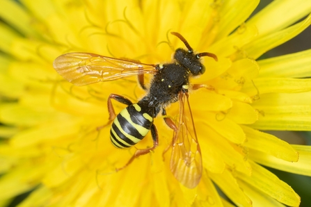 Bee in the centre of a yellow flower