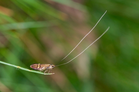 Yellow-barred Longhorn moth with extremely long antennae many times longer than its body length perched on a blade of grass