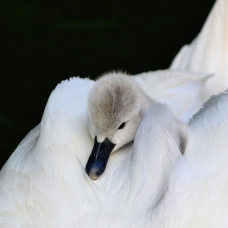 The head of a fluffy grey cygnet (baby swan) is poking out of the pure white feathers of its parent, upon whose back it is sitting.