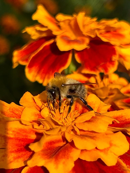 Ochre and black Bee sitting on bright orange marigold flowers.