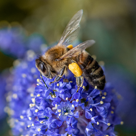 An ochre and black Honey Bee in sharp focus with round bright yellow sacs of pollen on its leg sitting on a spherical deep blue flower.