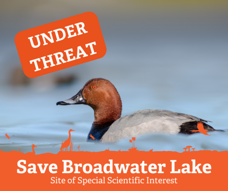 Pochard bird in water with words under threat alongside it