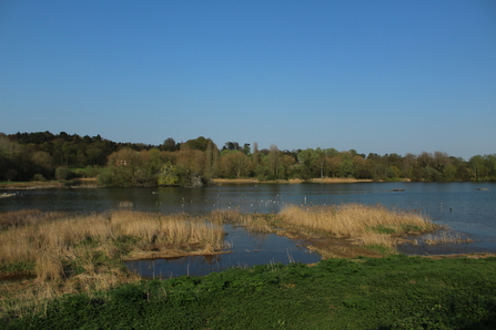 Hertfordshire Reedbed Conservation is a Booming Success | Herts and ...