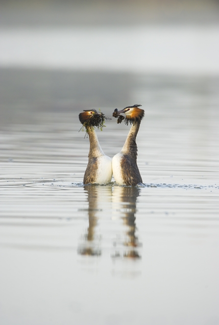 Great Crested Grebes