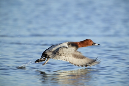 Pochard