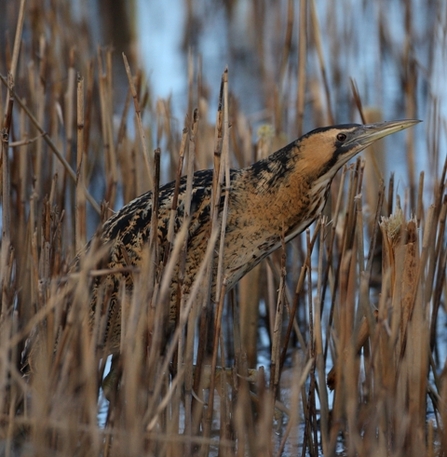 A Bittern with with pale brown plumage, streaked with beige and black markings standing amongst yellow-brown reeds.