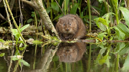 Water Vole