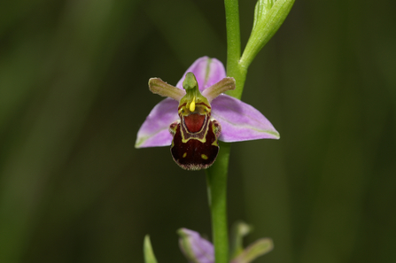 Bee Orchid 