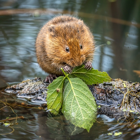 Water Vole at Thorley Wash