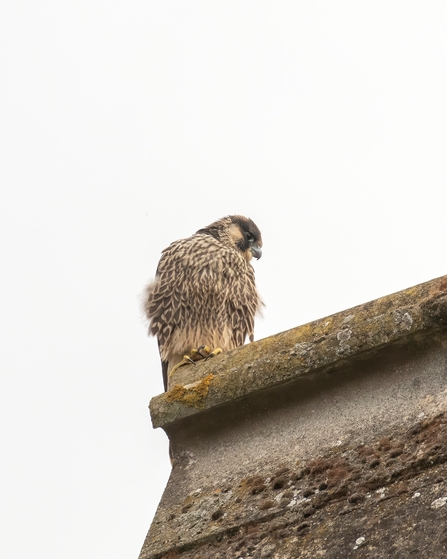 St Albans Cathedral's first Peregrine chick 'Artemis'