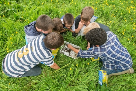 Children are gathered in a circle in long grass looking at invertebrates gathered in a white rectangular tray.