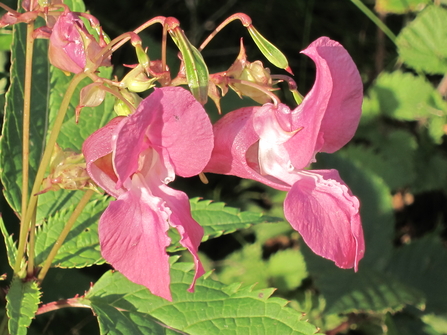 A close up photo of Himalayan Balsam - a plant with large, pink flowers shaped like a bonnet