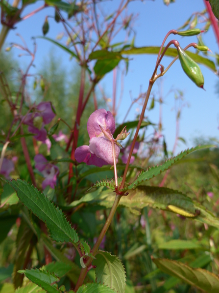 Tall, pink-flowering Himalayan Balsam plants growing against a clear blue sky.