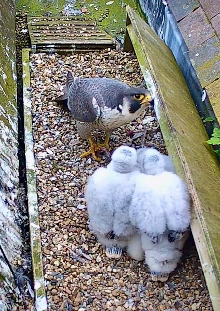Peregrine chicks being fed on the nest tray at St Albans Cathedral after being ringed