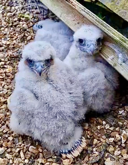 Peregrine chicks on the nest tray after being ringed