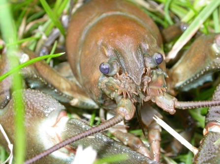 Close up photo of a Signal Crayfish. It is brown with beady eyes and large claws.