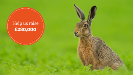 A photo of a Brown Hare sitting in lush green vegetation, to the left is a round orange graphic overlaid that reads "help us raise £280,000"