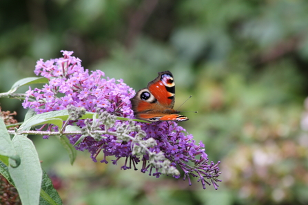 A  deep-red butterfly with black spots and blue 'eyespots' on both the forewings and hindwings. Its underside is dark brown, making the wings look like dead leaves. It is sitting with is wings 3/4 of the way open on a purple flower spike of a Buddleia plant.