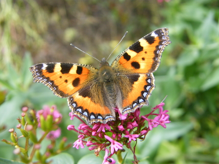 A butterfly that is reddish-orange in colour, with black and yellow markings on the forewings and a ring of blue spots around the edge of the wings.