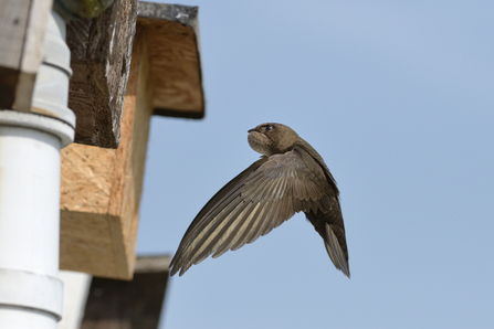 Photo of a Swift in mid-air that is about to enter a brown Swift box on the side of a house. The Swift looks like it has come to feed its chick because its throat pouch bulging with insects it has caught.