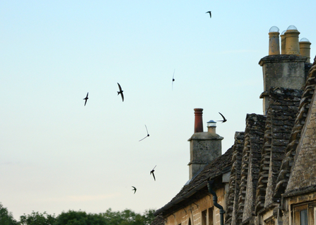 The silhouettes of 7 Swifts flying at sunset about chimneys of old brick houses
