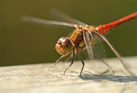 Close up photo of a bright red dragonfly that is sitting on a wooden fence on a sunny evening. Its wings are blurred into the foreground and background but the body is in sharp focus.