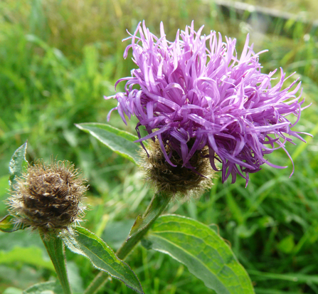 A close up of a purple thistle-like flower.