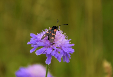 A black moth with six round red spots, 3 on each wing sitting on a light purple flower.