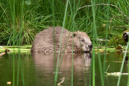 Beaver