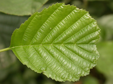 A pear-shaped alder leaf