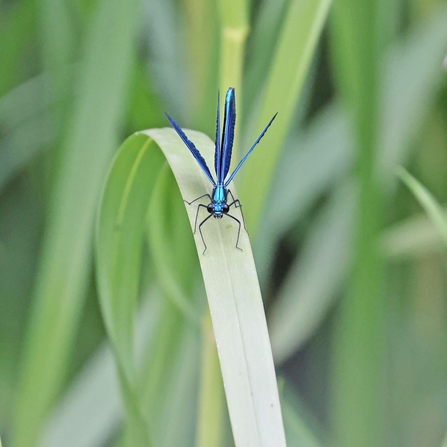 Long, thin insect with a shiny, metallic blue-green body, 6 legs and 4 wings is sitting on a bent leaf