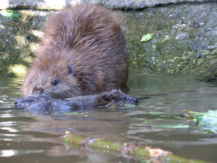 Beaver 