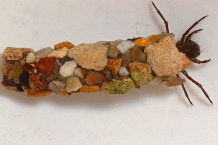 A long aquatic insect larva that has made a case for itself out of lots of little pieces of rock