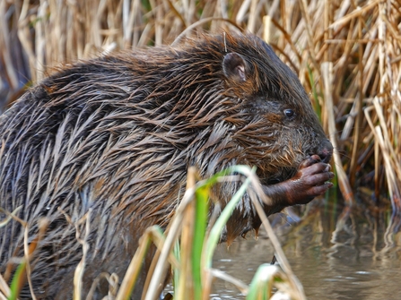 Female Beaver