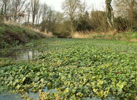 Watercress growing in one of the spring-fed pools at Lemsford Springs Nature Reserve