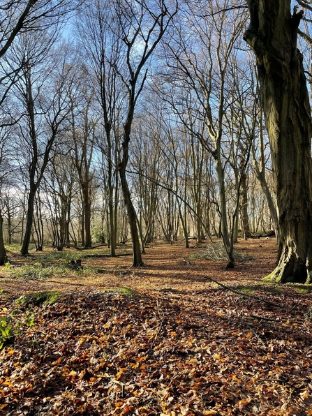 Astonbury Wood Nature Reserve