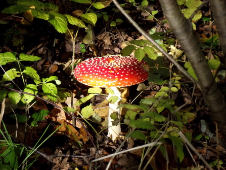 A red mushroom with white spots lit by dappled light between brambles and dead leaves on the forest floor.