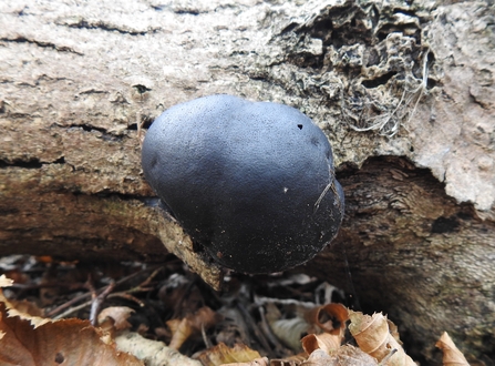 A round black fungus growing on a log