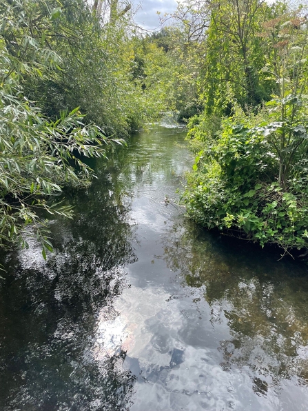 River Lea at Lemsford Springs Nature Reserve