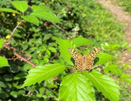 A pale orange butterfly with checked black markings sitting on a bramble at the side of a path