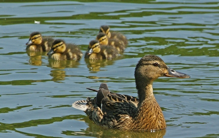 Female Mallard with ducklings