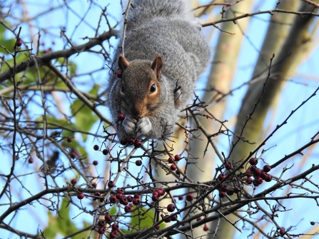 A grey squirrel hanging from a branch using its front legs to reach red Hawthorn berries that it is eating.