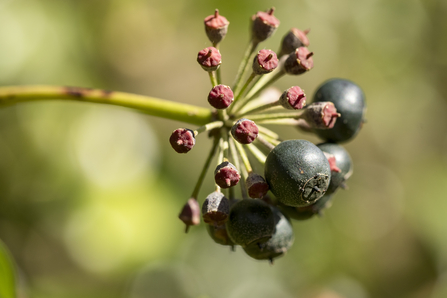 A close up of purple-black Ivy berries