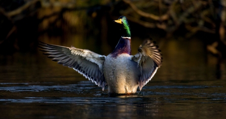 Male Mallard 