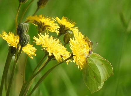 Dandelion and Brimstone butterfly 