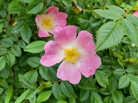 Dog-rose