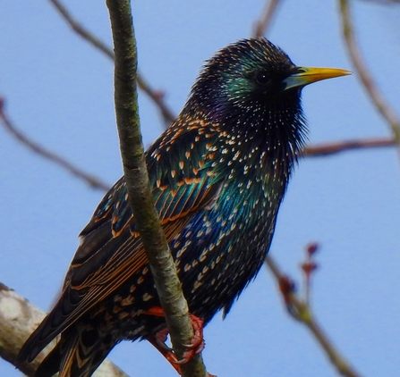 Multi-coloured Starling 