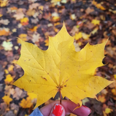 Norway Maple leaf