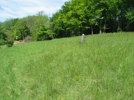 Alpine Meadow grassland